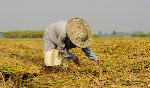 Harvesting