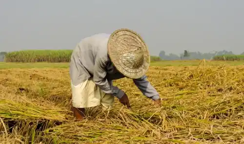 Harvesting