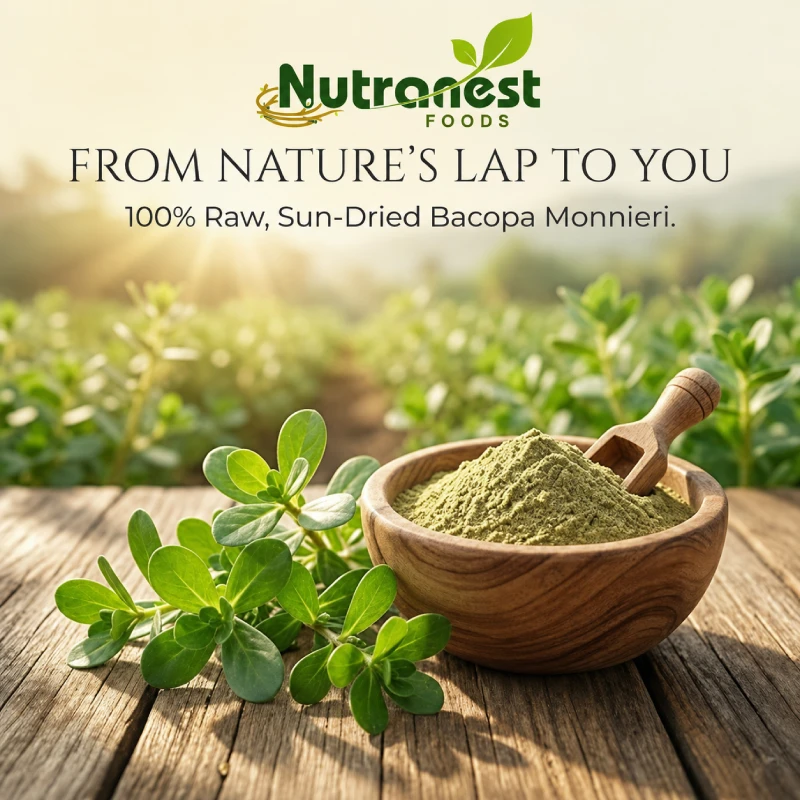 About Nutranest Foods - Herbal, Superfood & Spice Manufacturer